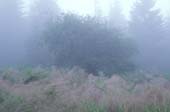 038_trees