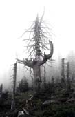 039_trees