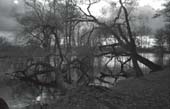 03_trees