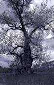 040_trees