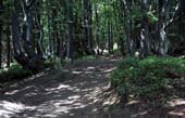 04_trees