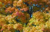 05_trees