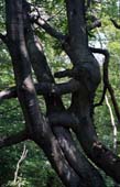 06_trees