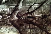 07_trees