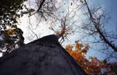 09_trees