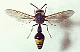 AB16